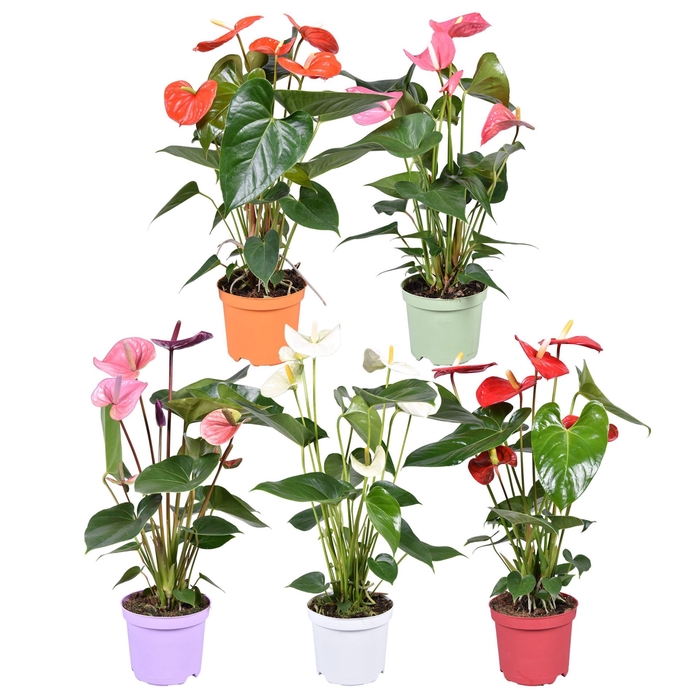 <h4>Anthurium Andr. gemengd</h4>