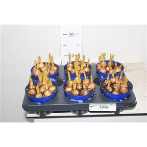 ** Muscar Armeniacum * Winter Promo **