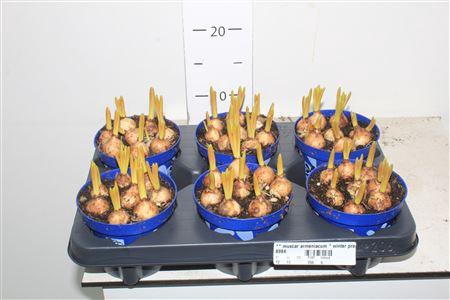 ** Muscar Armeniacum * Winter Promo **