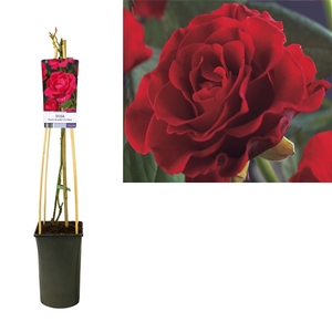 Rosa 'Paul's Scarlet Climber' +light label