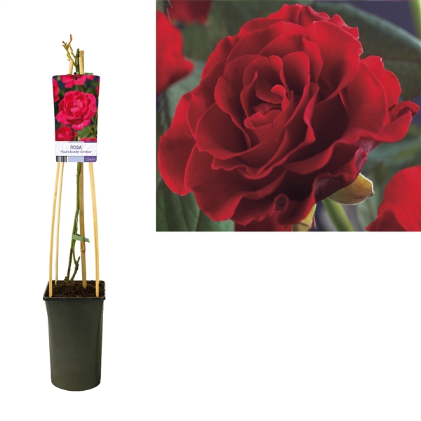 <h4>Rosa 'Paul's Scarlet Climber' +light label</h4>