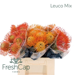 Leuco Mix