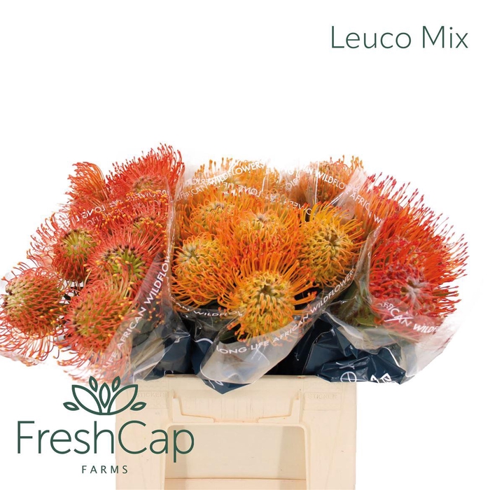 <h4>Leuco Mix</h4>