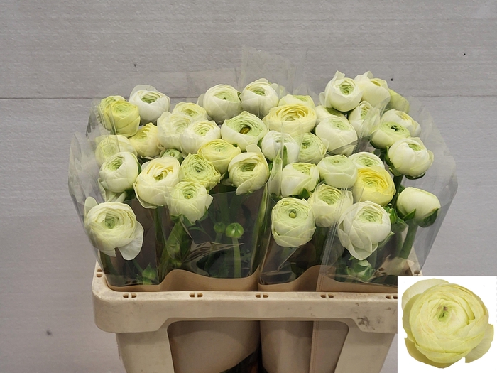 <h4>RAN SU CREME</h4>