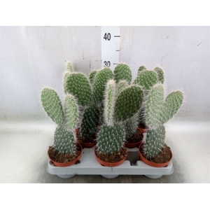 Opuntia