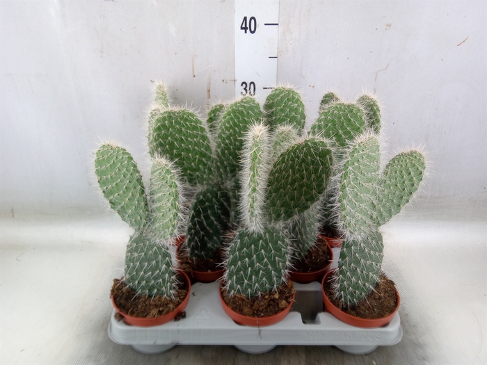 <h4>Opuntia</h4>