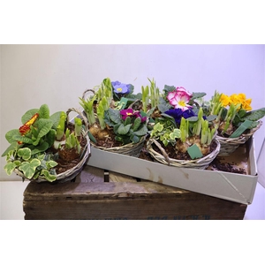 arr8 Arr Prim Chipwood 1 Prim 1 Tet 1 Hed