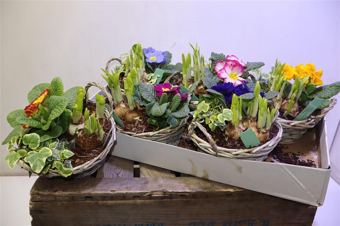 arr8 Arr Prim Chipwood 1 Prim 1 Tet 1 Hed