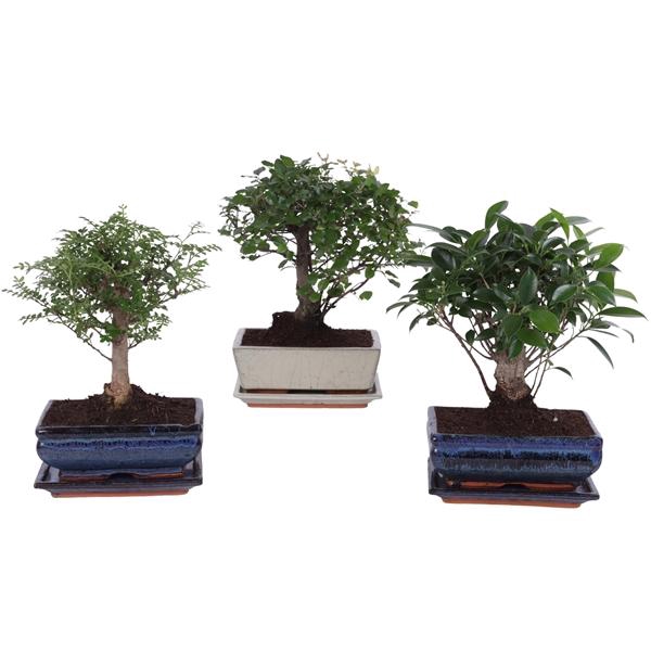 <h4>Bonsai Mixed in ø20cm Ceramic Ball with Saucer</h4>
