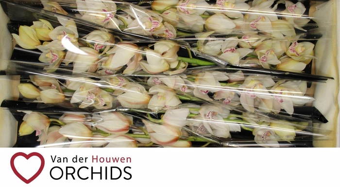 <h4>Steffi 60 cm</h4>