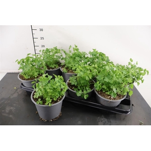 It Peterselie 14 Cm. Pot