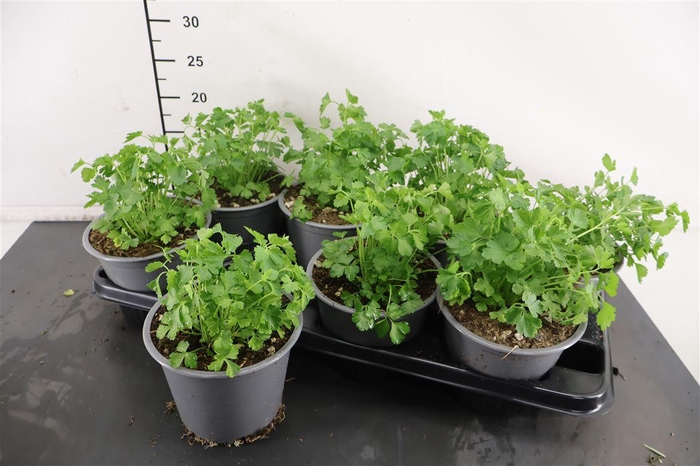 <h4>It Peterselie 14 Cm. Pot</h4>