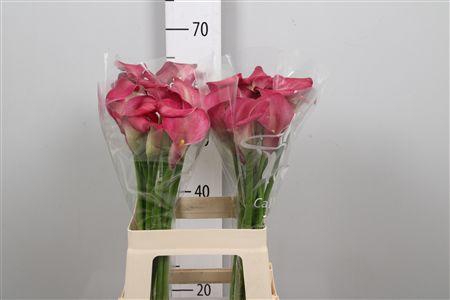 <h4>Zant Bordeaux Art</h4>