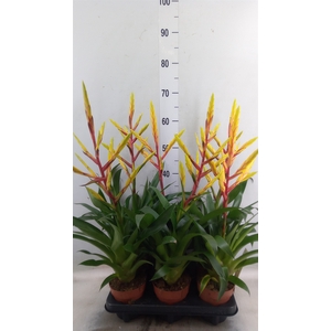 Tillandsia