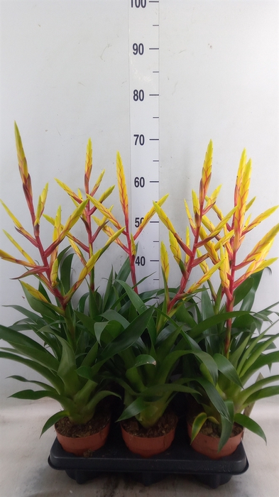 <h4>Tillandsia</h4>