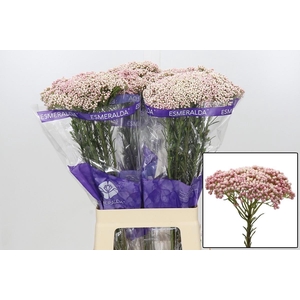 OZOTH COOKS TALL PIN