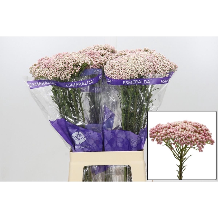 <h4>OZOTH COOKS TALL PIN</h4>