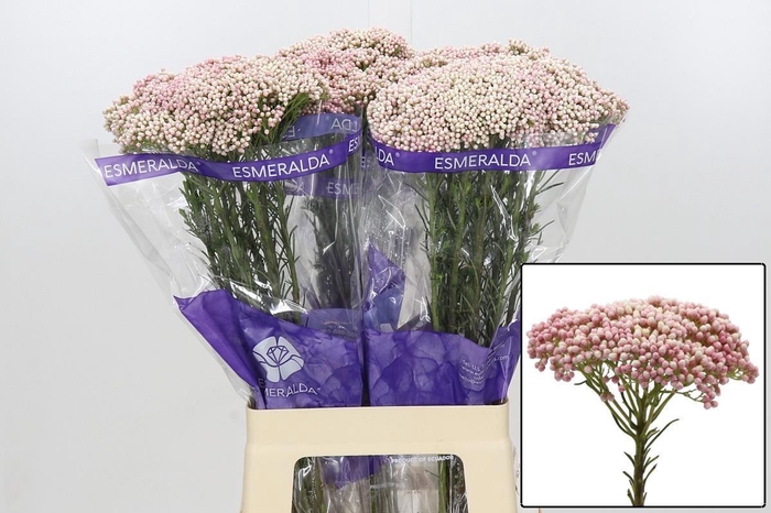 OZOTH COOKS TALL PIN