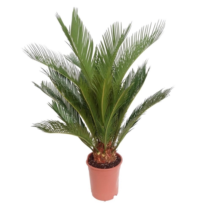 <h4>CYCAS REVOLUTA</h4>