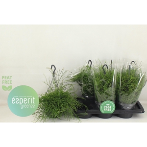 RHIPSALIS EASY SWEET