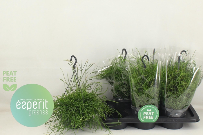 <h4>RHIPSALIS EASY SWEET</h4>