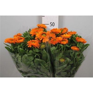 Calend Green Spot Or