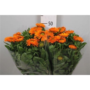 Calend Green Spot Or