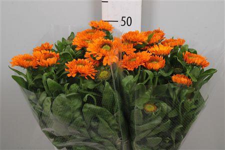 <h4>Calend Green Spot Or</h4>