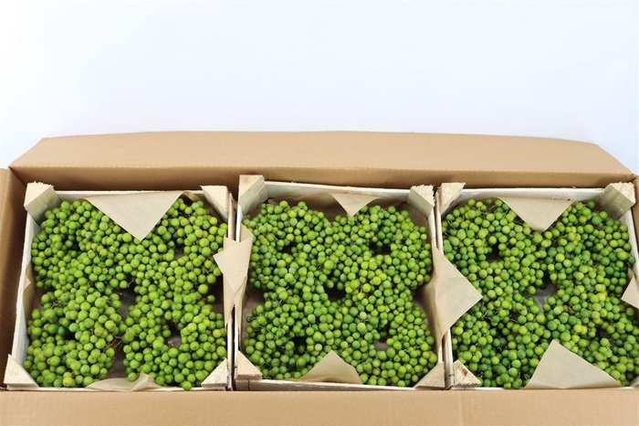 <h4>Wr Sierfruit Lilac De Chine 12cm</h4>