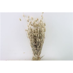 Dried Phalaris X5 Frosted White Bunch