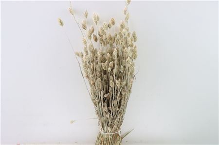 <h4>Dried Phalaris X5 Frosted White Bunch</h4>