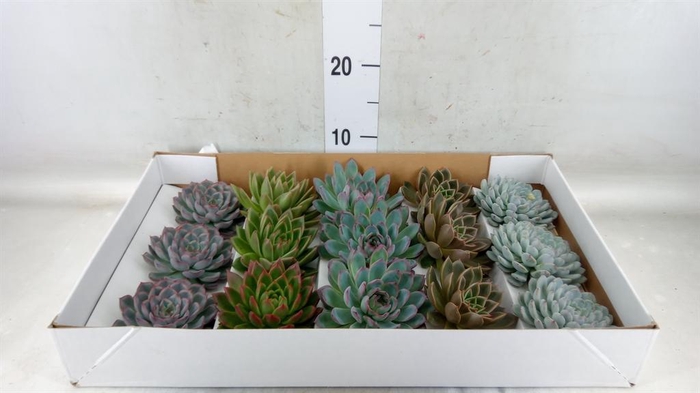 <h4>Echeveria   ...mix</h4>