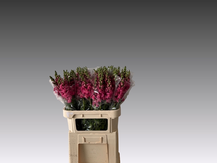 <h4>ANTIR AVIGNON ROSE</h4>