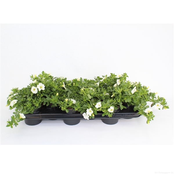 <h4>CaliBrachoa Minifamous Neo White</h4>