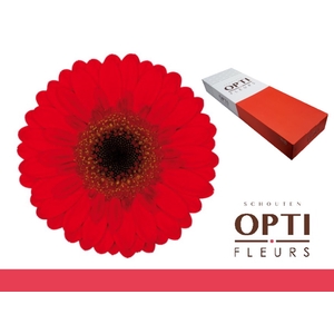 Germini Nirvana Doos