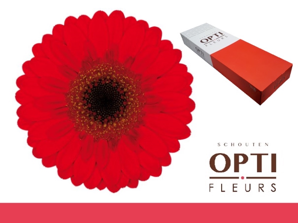 <h4>Germini Nirvana Doos</h4>