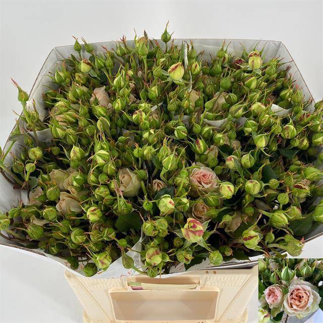 <h4>R TR MAT CLAUD ROSE</h4>