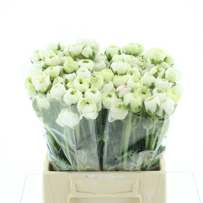 <h4>Ran Su Sr Hanoi Pink 1a</h4>