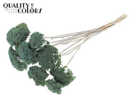 <h4>ACHILLEA PER STEM FROSTED LIGHT BLU</h4>