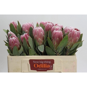 Protea Penny Pink