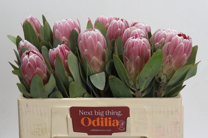 <h4>Protea Penny Pink</h4>
