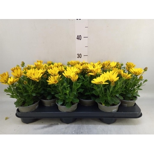 Osteospermum  'Senorita Solana'