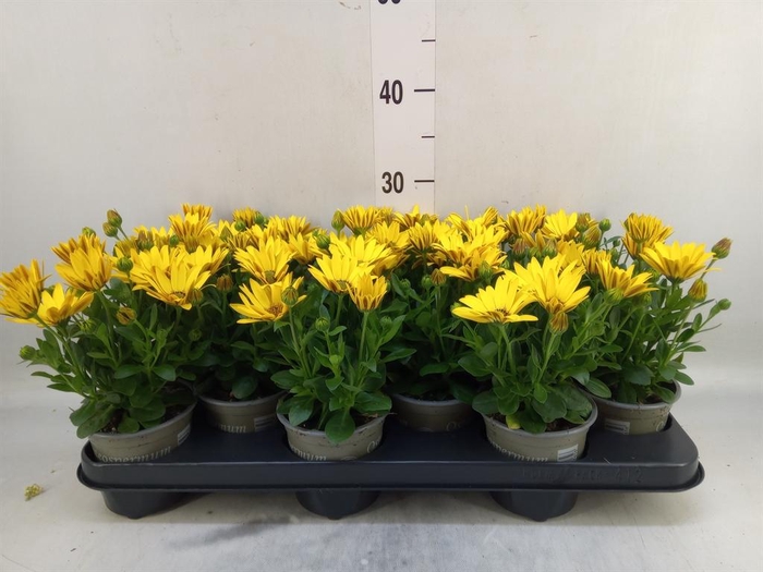 <h4>Osteospermum  'Senorita Solana'</h4>