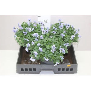 Viola Cornuta Marina Blue