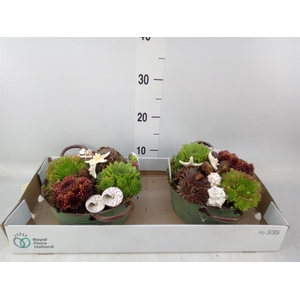 Arr.  Sempervivum L%