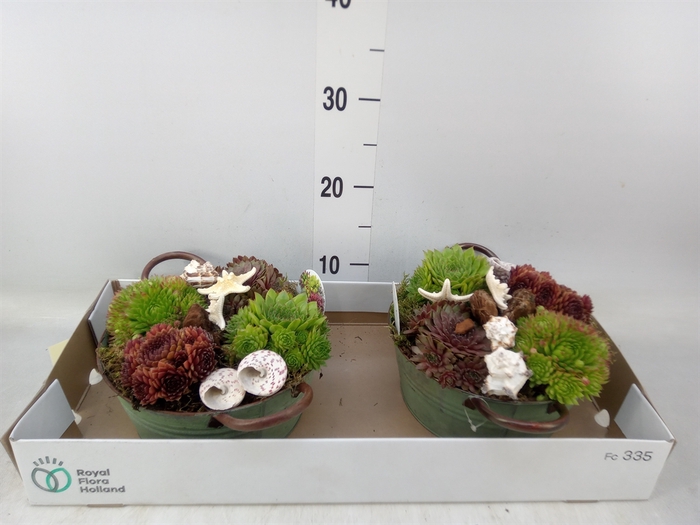 <h4>Arr.  Sempervivum L%</h4>