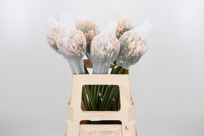 <h4>Agapanthus Kl Bh Roze</h4>