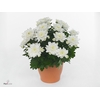 Chrysanthemum 'Chrystal White' Stadium 2