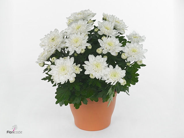 Chrysanthemum 'Chrystal White' Stadium 2