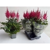 Astilbe Ar Drum And Bass